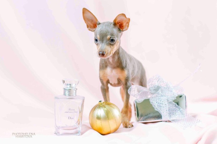 Лилово-подпалый цвет собаки