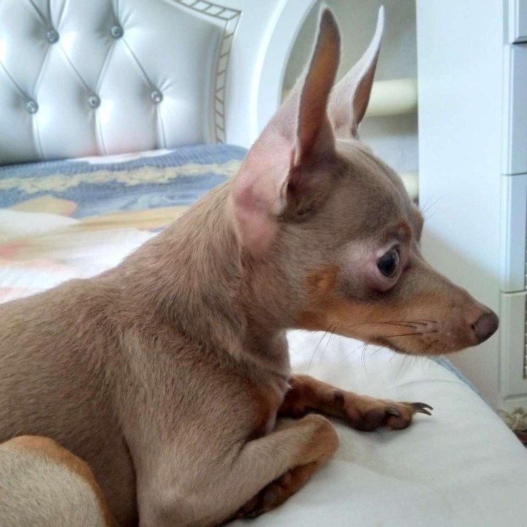 Лилово подпалый