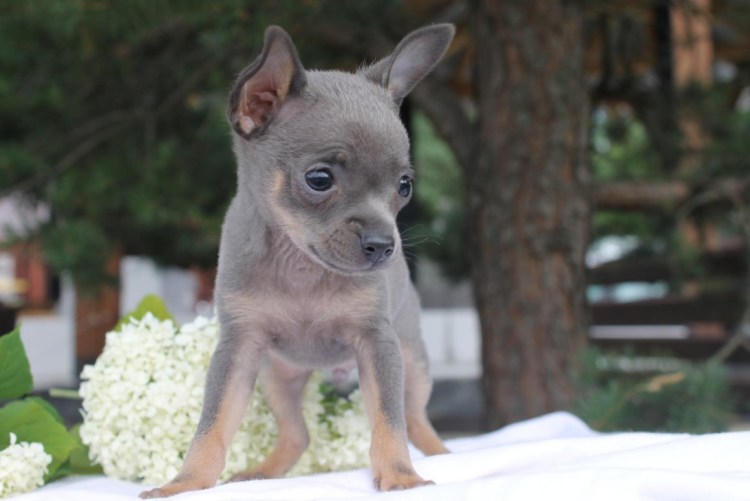 Рыже лиловый той терьер