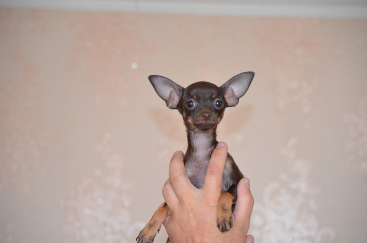 Лиловый той терьер