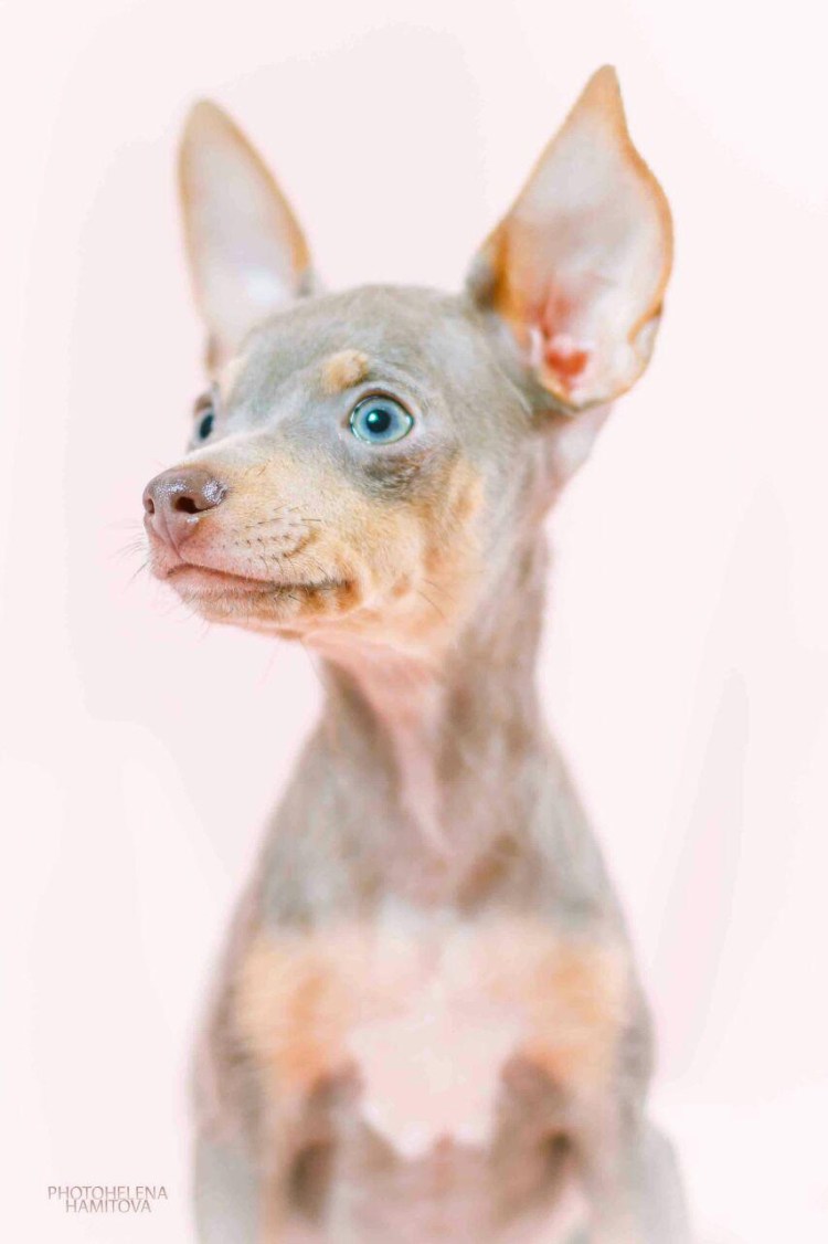 Той терьер палевый