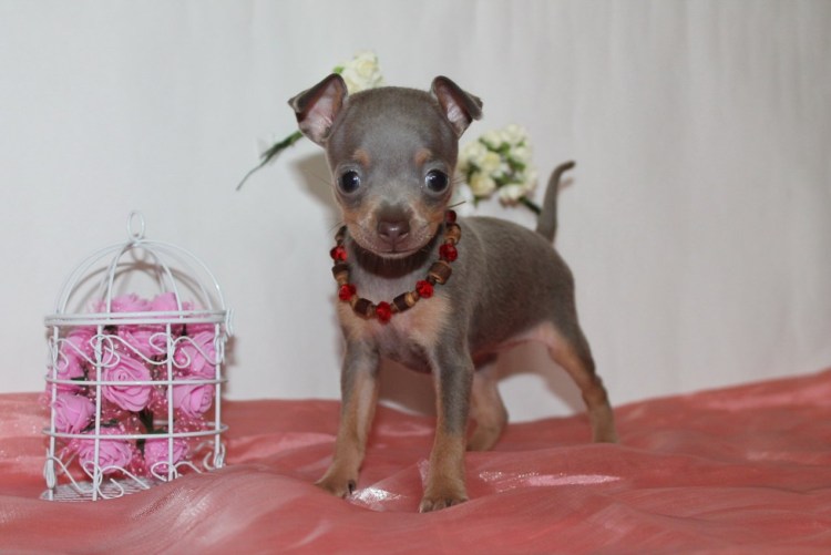 Щенки в Ашхабад объявления