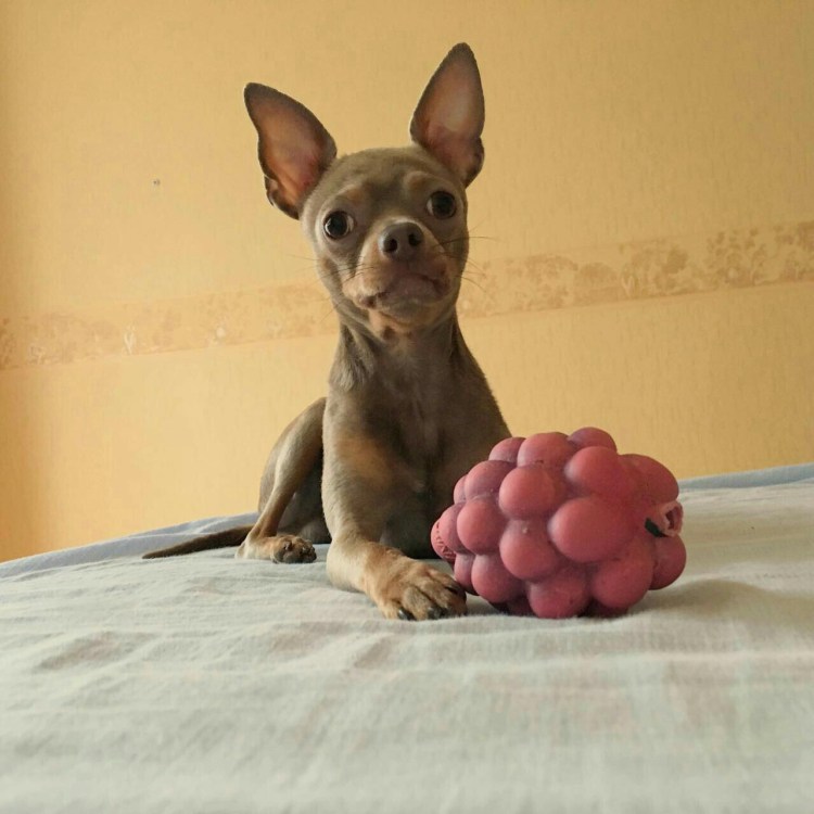 Щенки той терьера в месяц размер