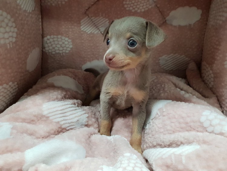 Стандарт той терьера питомник город Армавир