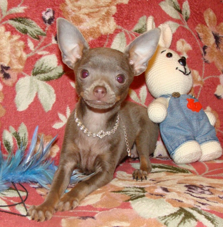 Даром щенки той терьера