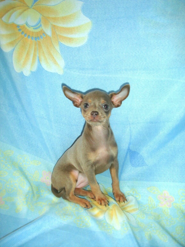 Той терьер лилово подпалый