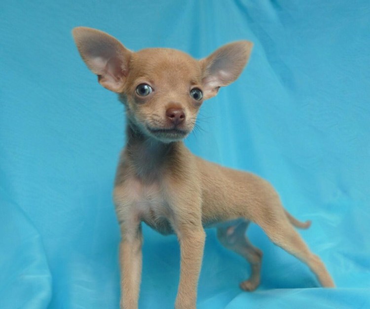 Лиловый той терьер