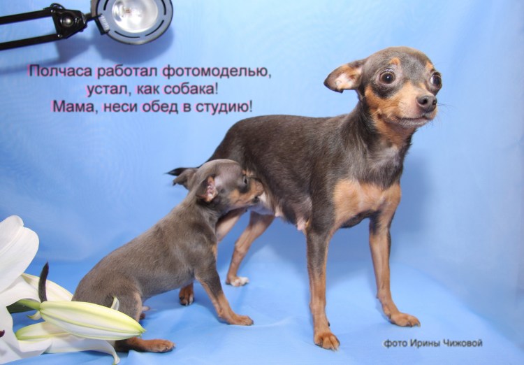 Той терьер лиловый с именем ева