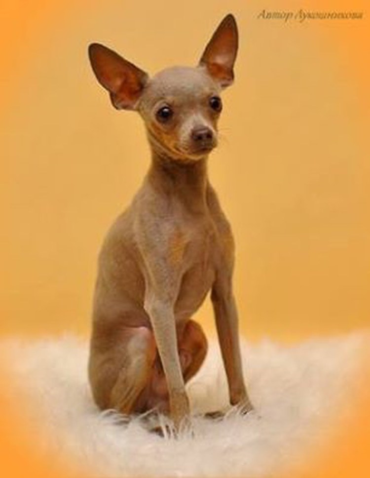 Русский той терьер лилово подпалый