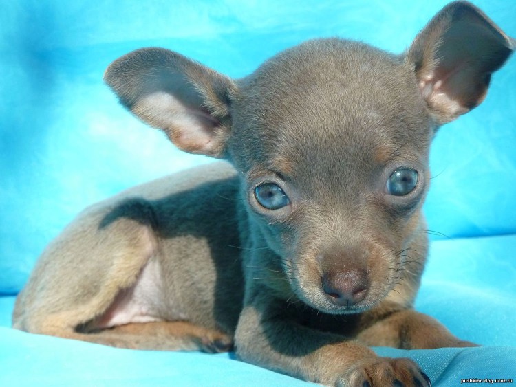 Лиловый той терьер