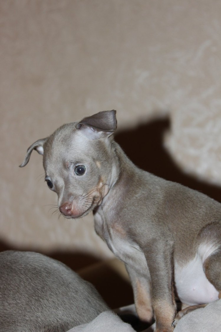 Той терьер палевый