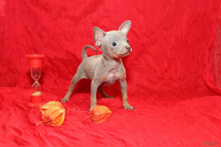 Русский той длинношерстный лилово подпалый