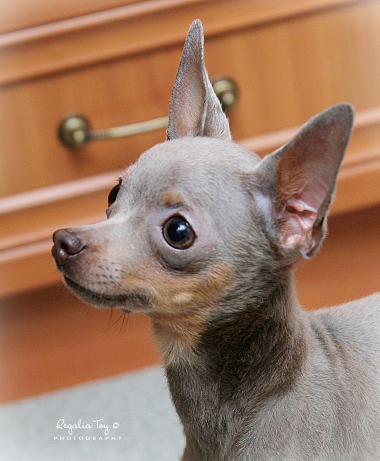 Тойтерьеры окрасы Изабелла