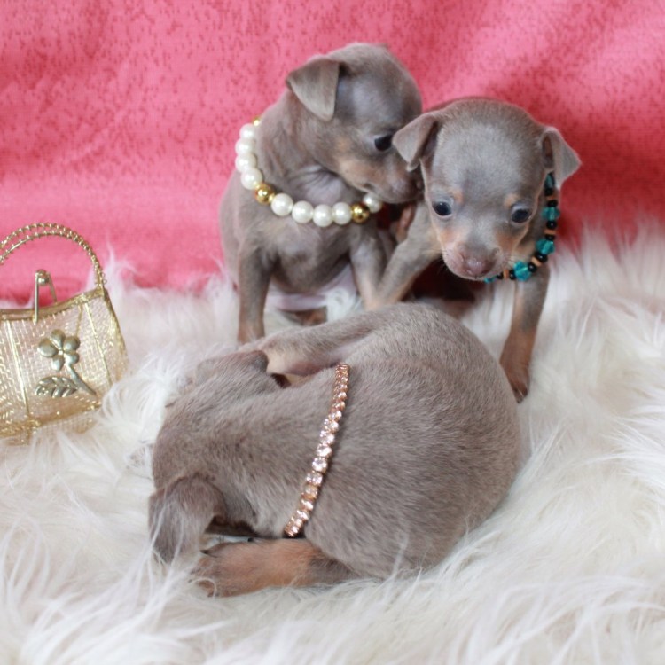 Той терьер серый