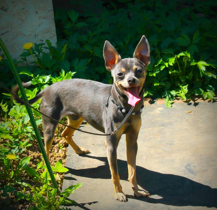 Питание той терьера