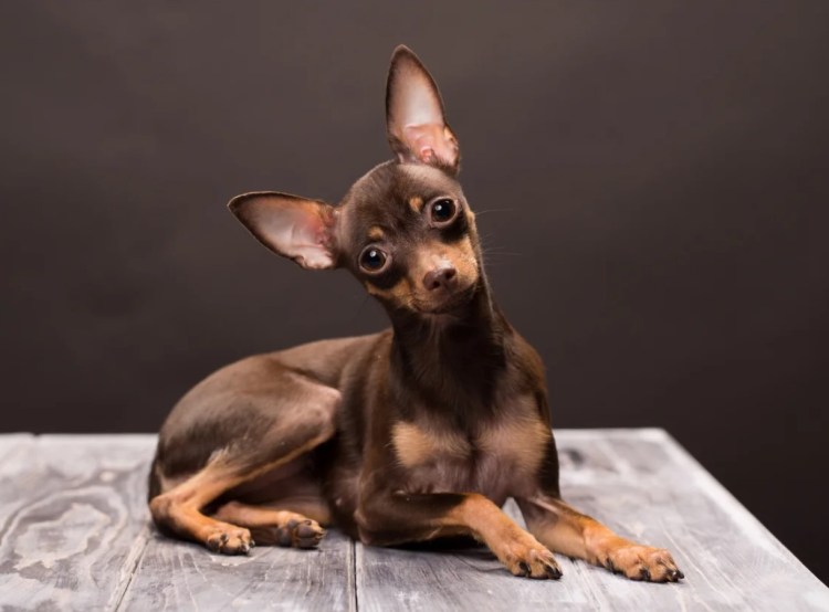 Той терьер без подпалин