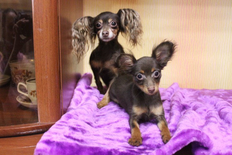 Голубой той терьер