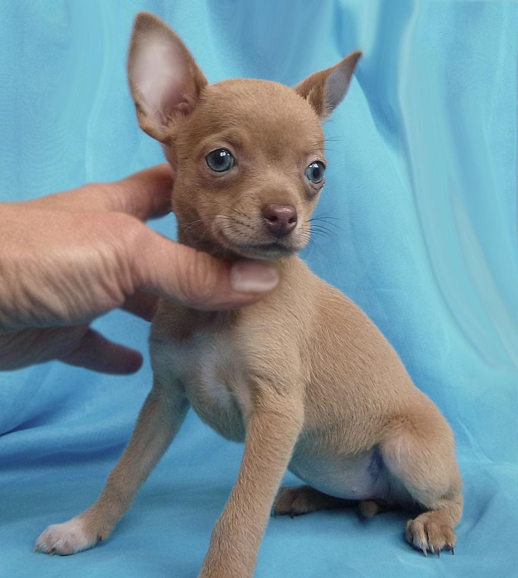 Той терьер лилово подпалый