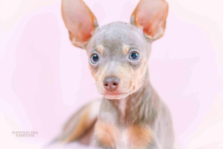 Русский той пепельный лиловый окрас