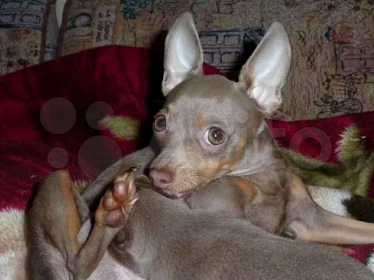 Той терьер щенок