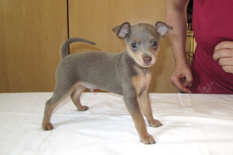 Той терьер лилово подпалый