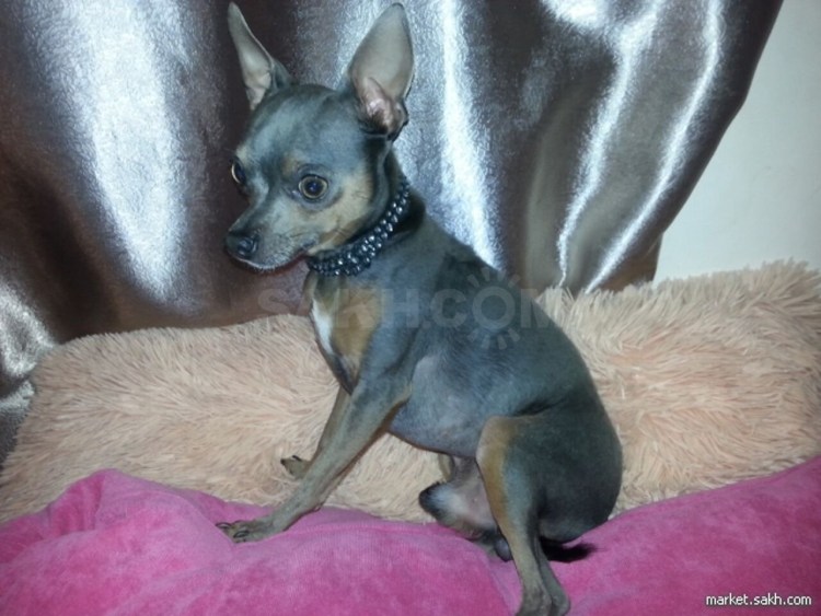 Русский той терьер лилово подпалый