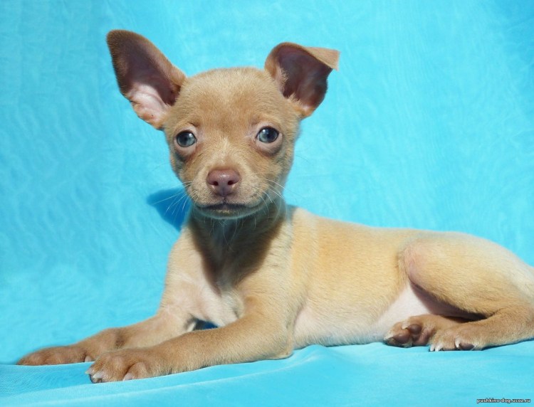 Изабелловый той терьер