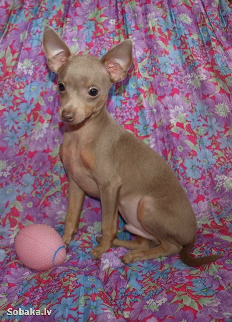 Той терьер лилово подпалый