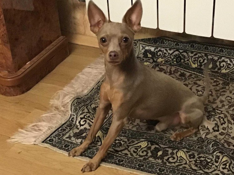 Той терьер лилово подпалый