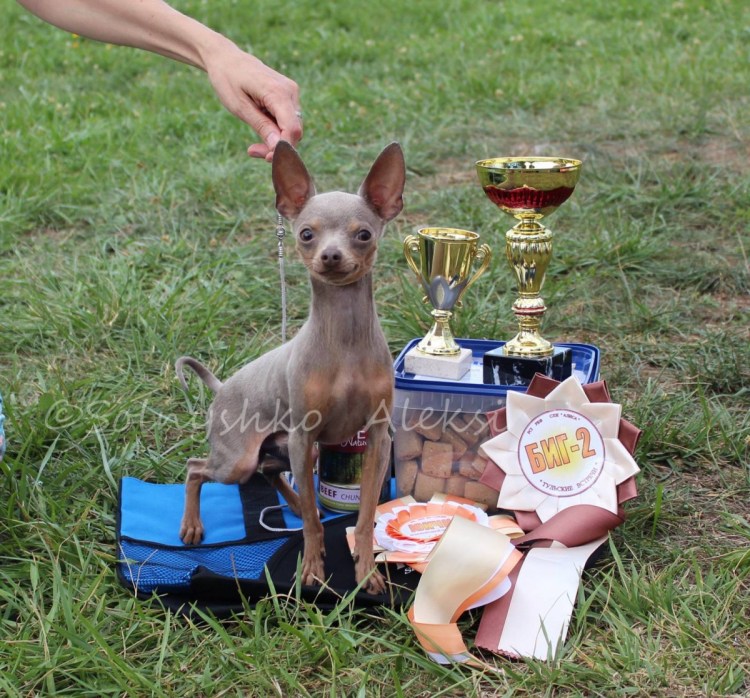 Русский той голубо-подпалый