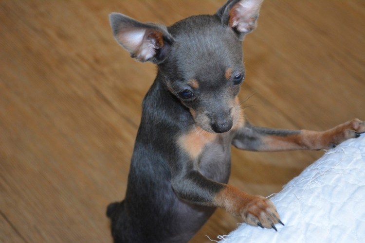 Чихуахуа лиловый гладкошерстный