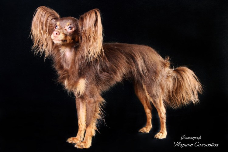 Той терьер голубо подпалый