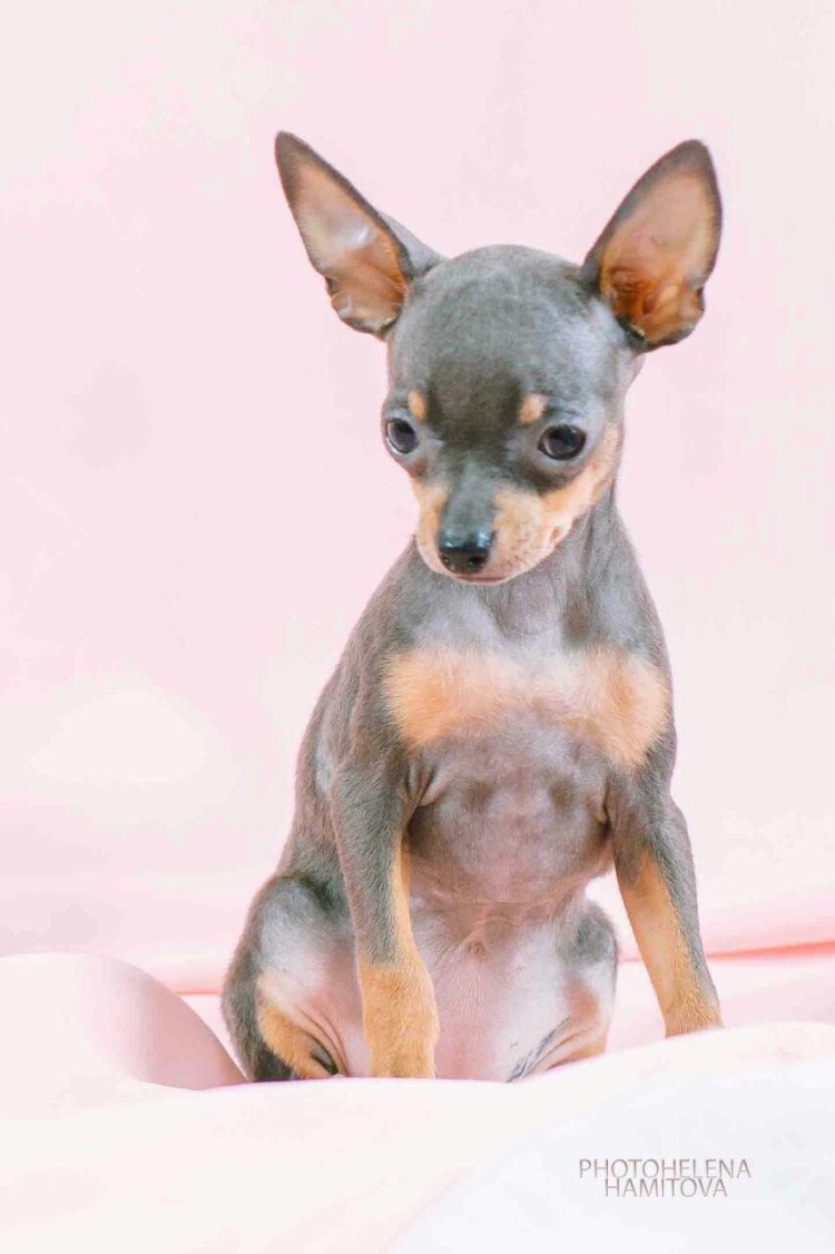 Русский той терьер длинношерстный