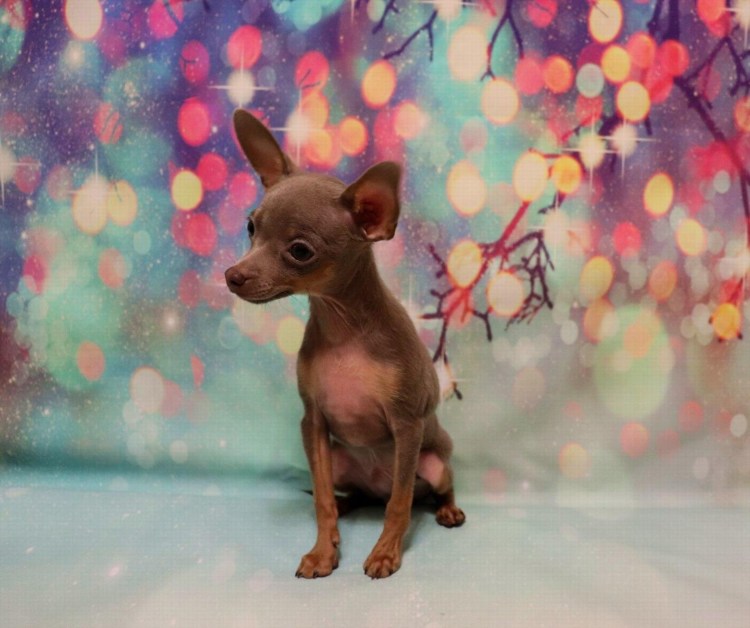 Лиловый той терьер