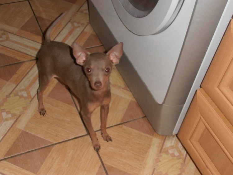 Лиловый той терьер