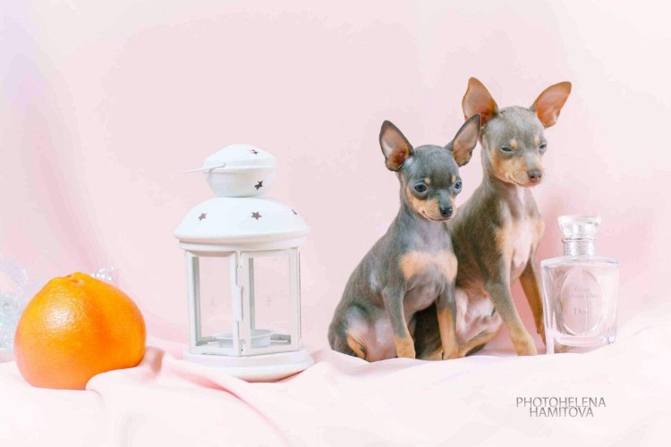 Той терьер лилово подпалый