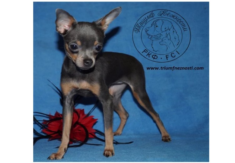 Русский той рыжекорые щенки