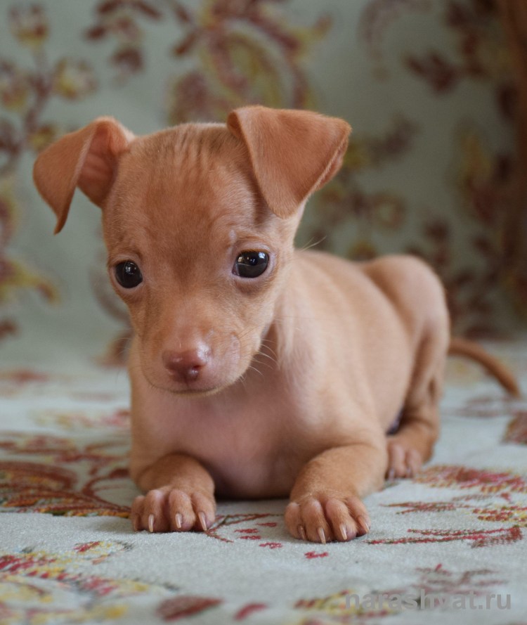 Той-терьер в Крыму