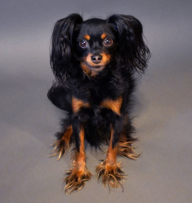 Тойтерьеры окрасы Изабелла