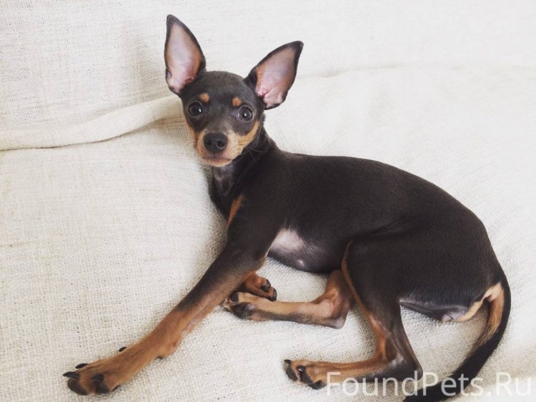 Русский той изабеллового окраса