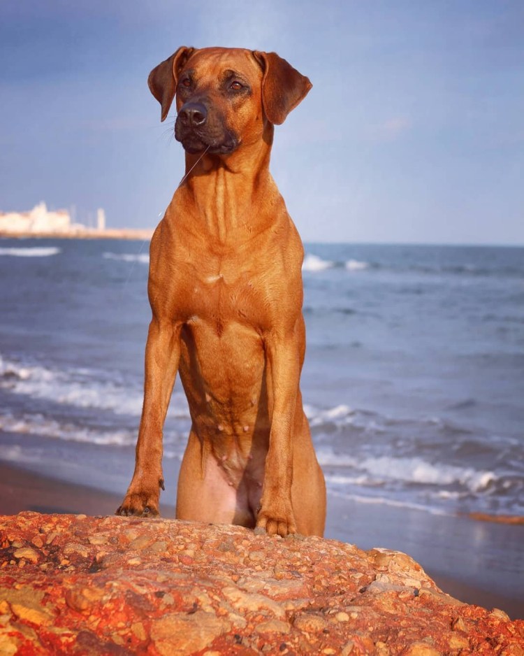 Родезийский риджбек