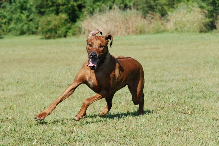 Собака породы Родезийский риджбек