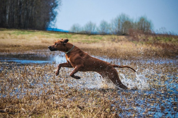 Родезийский риджбек
