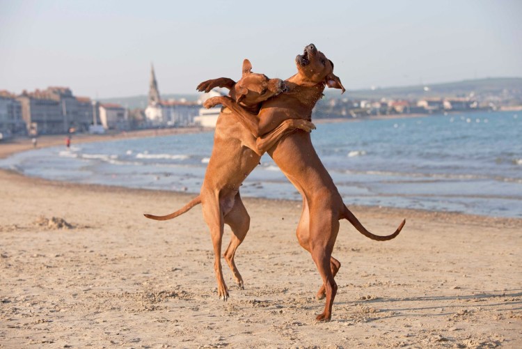 Собака породы Родезийский риджбек