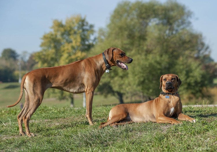 Родезийский риджбек Лев