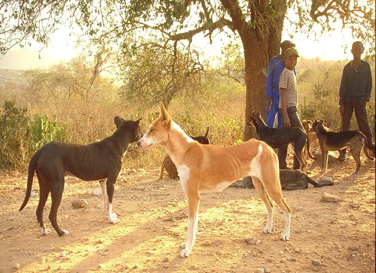 Родезийский риджбек