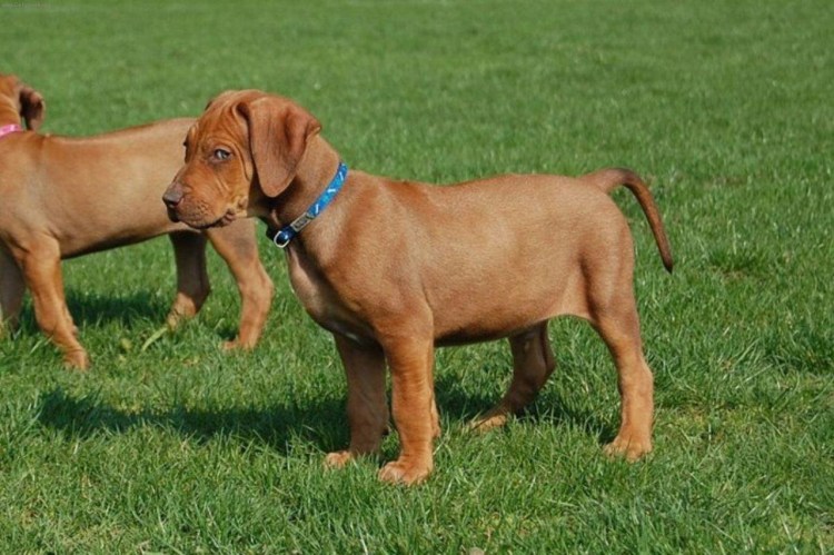 Родезийский риджбек