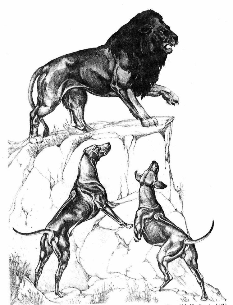 Собака охотник на Львов риджбек