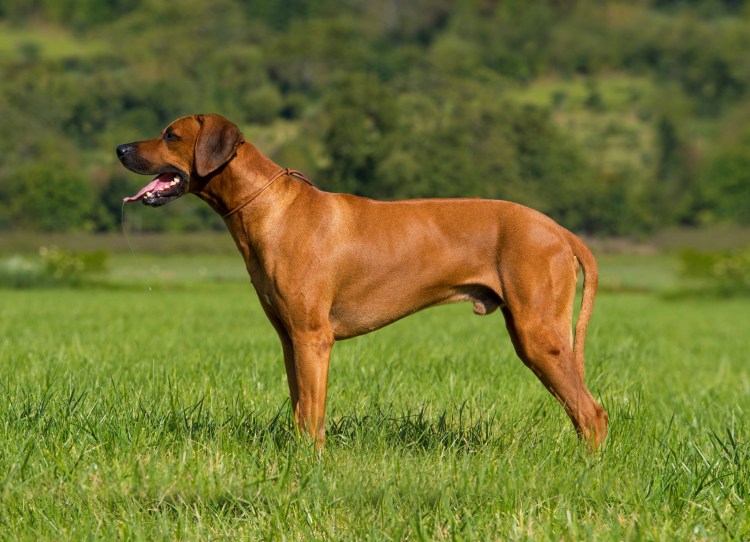 Собака породы Родезийский риджбек