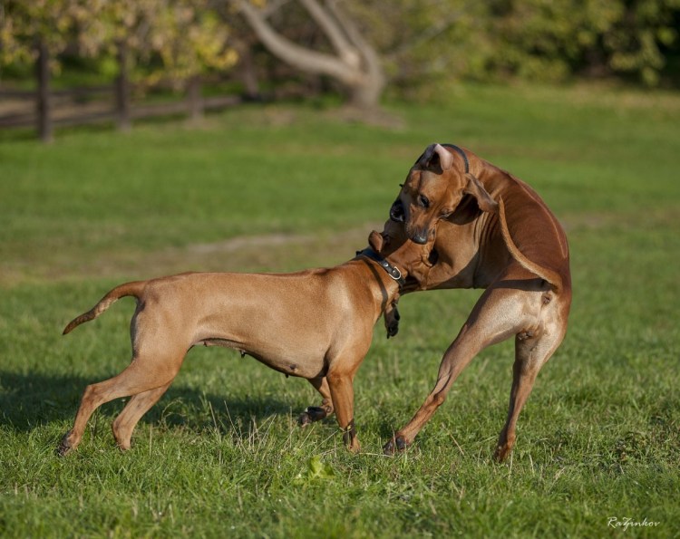 Родезийский риджбек охота на Львов
